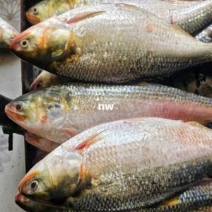 ১০ পিস মাছে ৫ কেজি = ১৬০০ টাকা