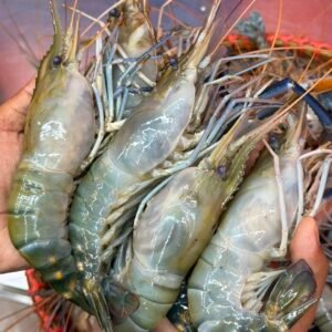 ২ কেজি গলদা চিংড়ি ১২০০ টাকা