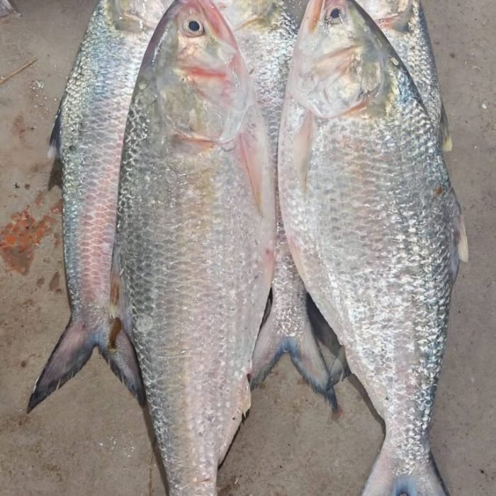 ৫ পিস মাছে ৮ কেজি