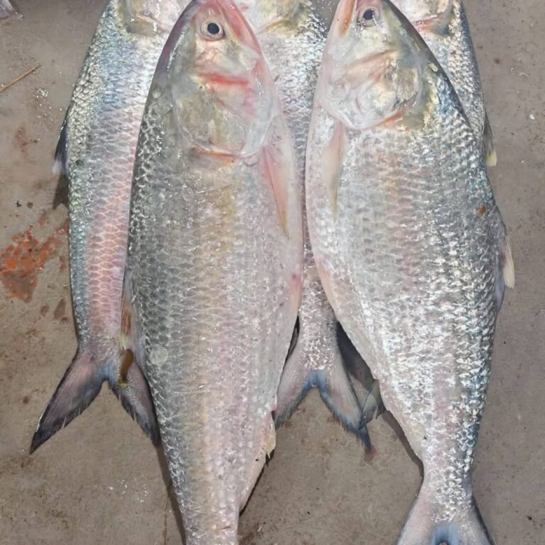 ৫ পিস মাছে ৮ কেজি